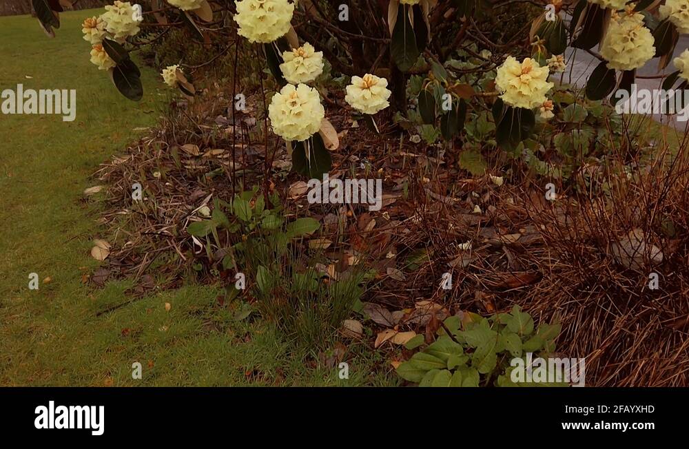 Rhododendrons Stock Videos & Footage - HD and 4K Video Clips - Alamy