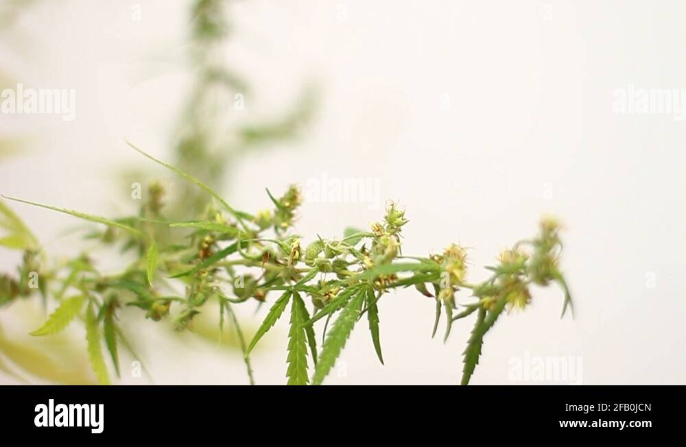 Illegal plants Stock Videos & Footage HD and 4K Video Clips Alamy