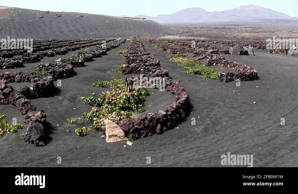 Traditional vineyard Stock Videos & Footage - HD and 4K Video Clips - Alamy