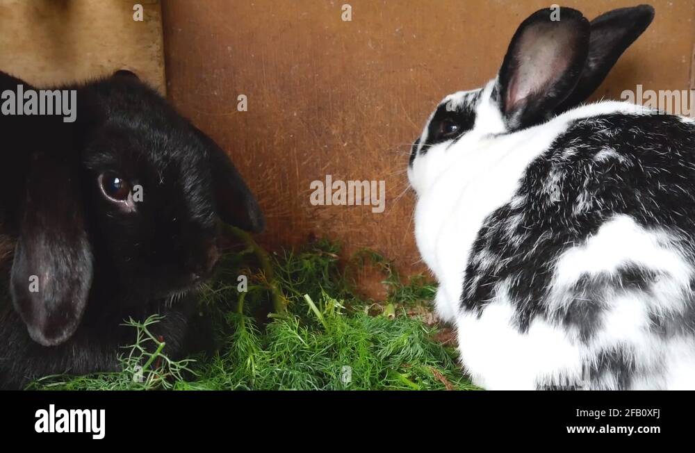 Bunny flop Stock Videos & Footage - HD and 4K Video Clips - Alamy