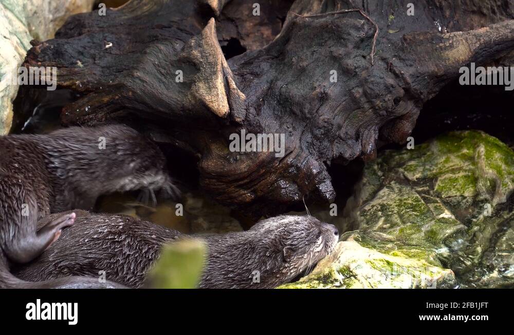 Otters water zoo Stock Videos & Footage - HD and 4K Video Clips - Alamy