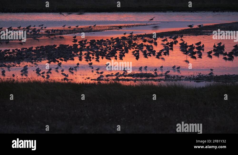 Gallery Detail: Estuary Roosting Stock Videos Footage Hd And 4K Video Clips