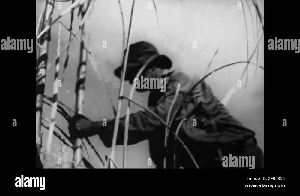 Cane knife Stock Videos & Footage HD and 4K Video Clips Alamy