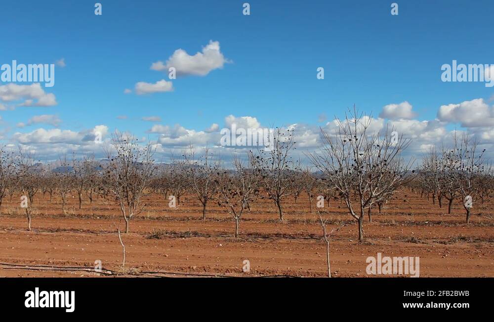 Arizona farming and agriculture Stock Videos & Footage HD and 4K