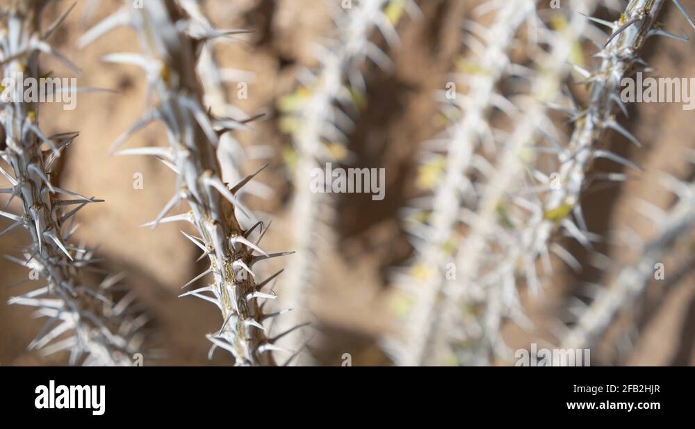 Desert thorns Stock Videos & Footage - HD and 4K Video Clips - Alamy