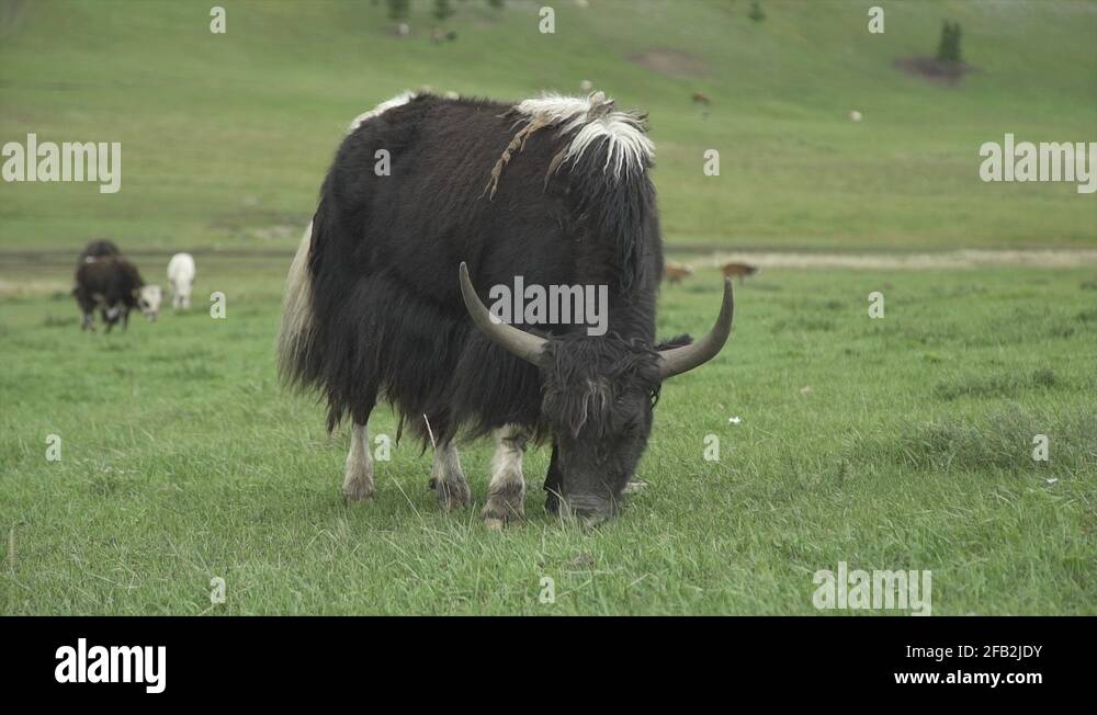 Tibetan steppe Stock Videos & Footage - HD and 4K Video Clips - Alamy