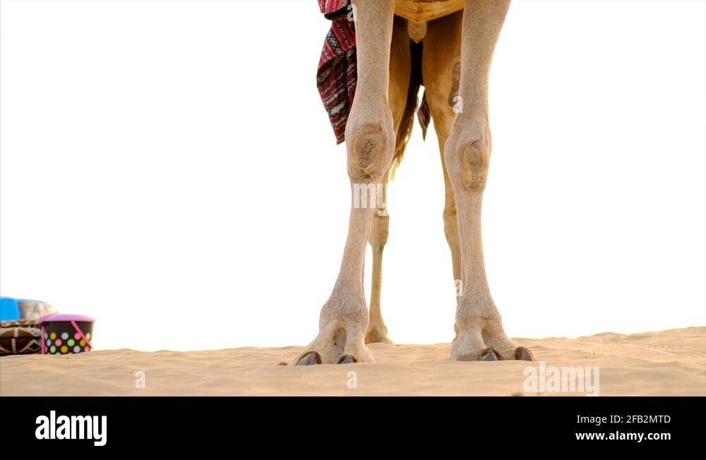 Emirates blanket Stock Videos & Footage HD and 4K Video Clips Alamy