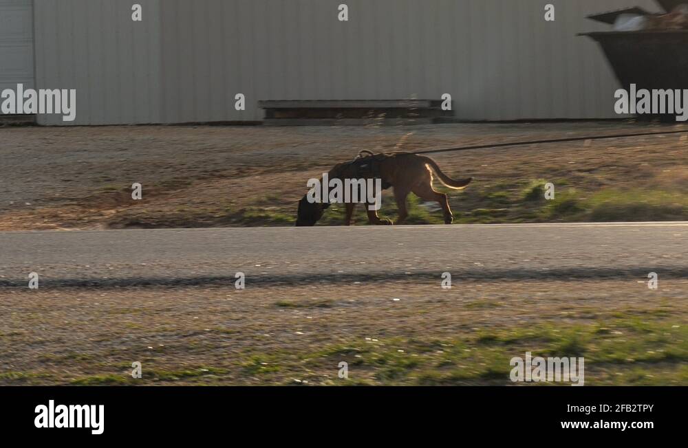 Dog tracking scent Stock Videos & Footage HD and 4K Video Clips Alamy