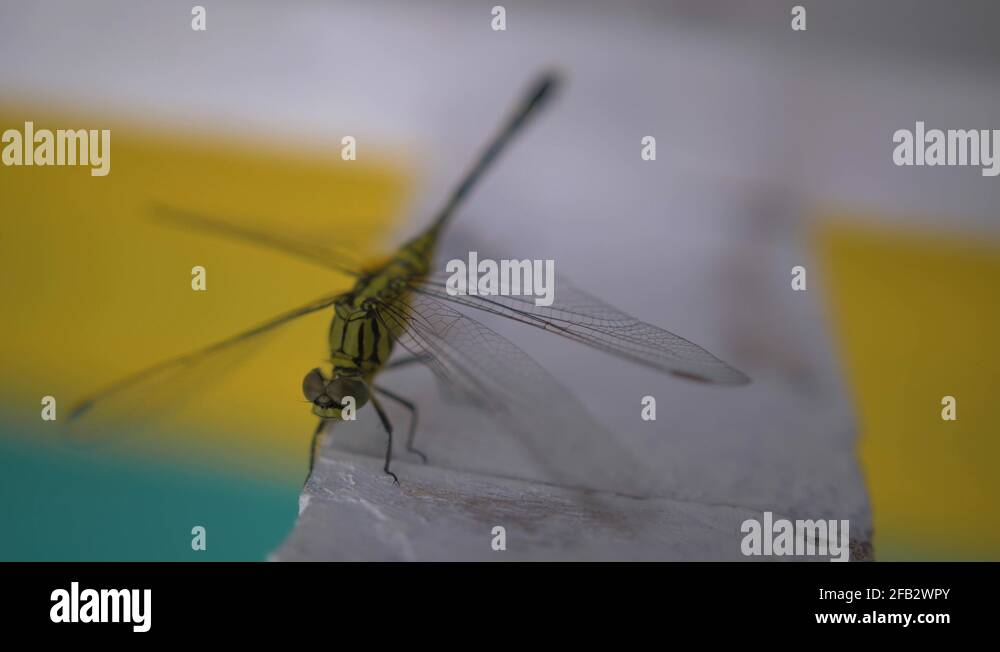 Lime green animal Stock Videos & Footage HD and 4K Video Clips Alamy