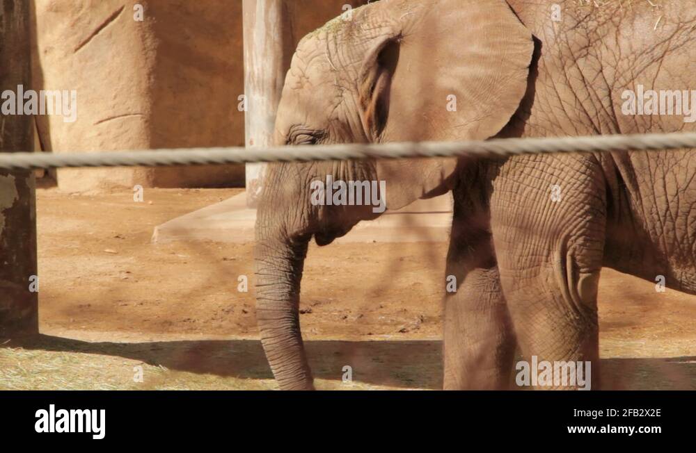 Baby Elephant in Captivity Stock Video Footage - Alamy