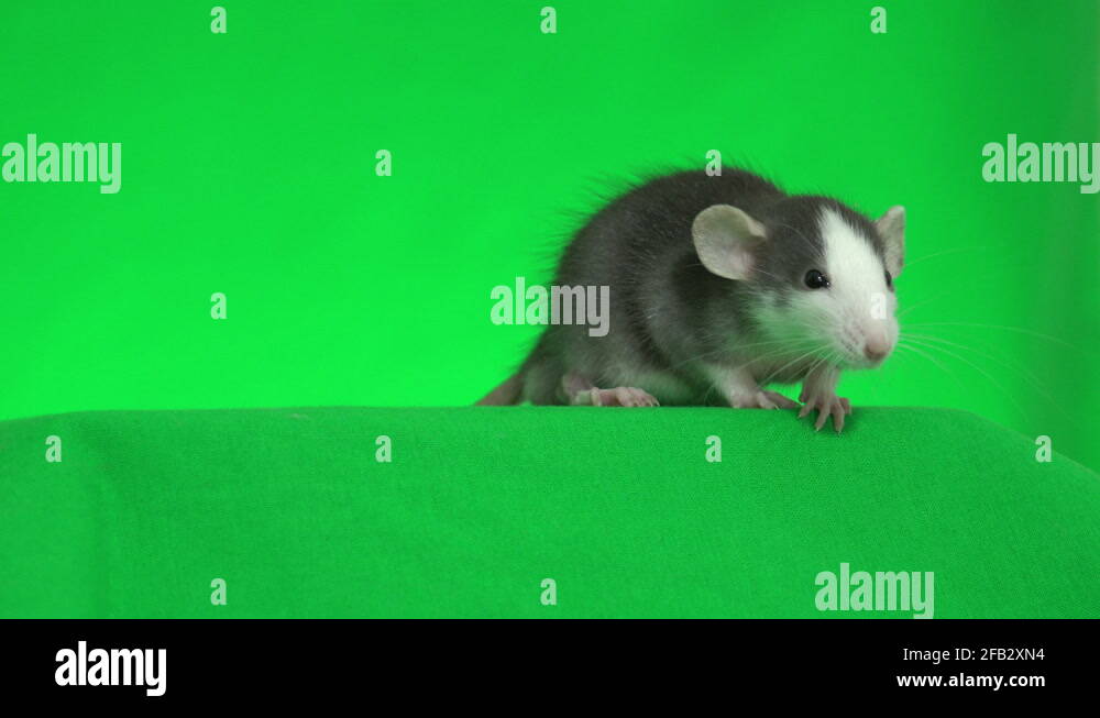 Dumbo rat washing on a green screen Stock Video Footage Alamy