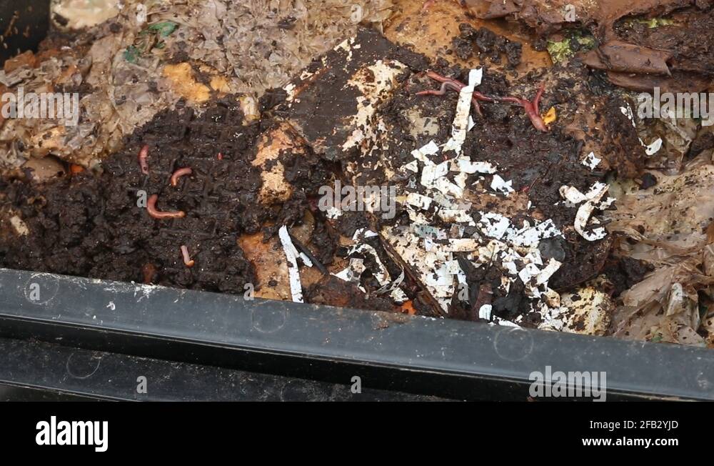 Compost worms Stock Videos & Footage HD and 4K Video Clips Alamy