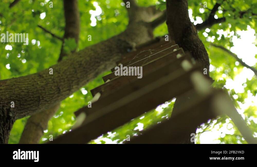 Climb a tree rope ladder Stock Videos & Footage - HD and 4K Video Clips ...
