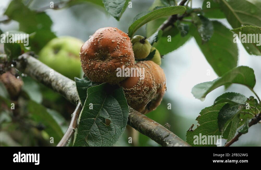 Putrid fruit Stock Videos & Footage - HD and 4K Video Clips - Alamy