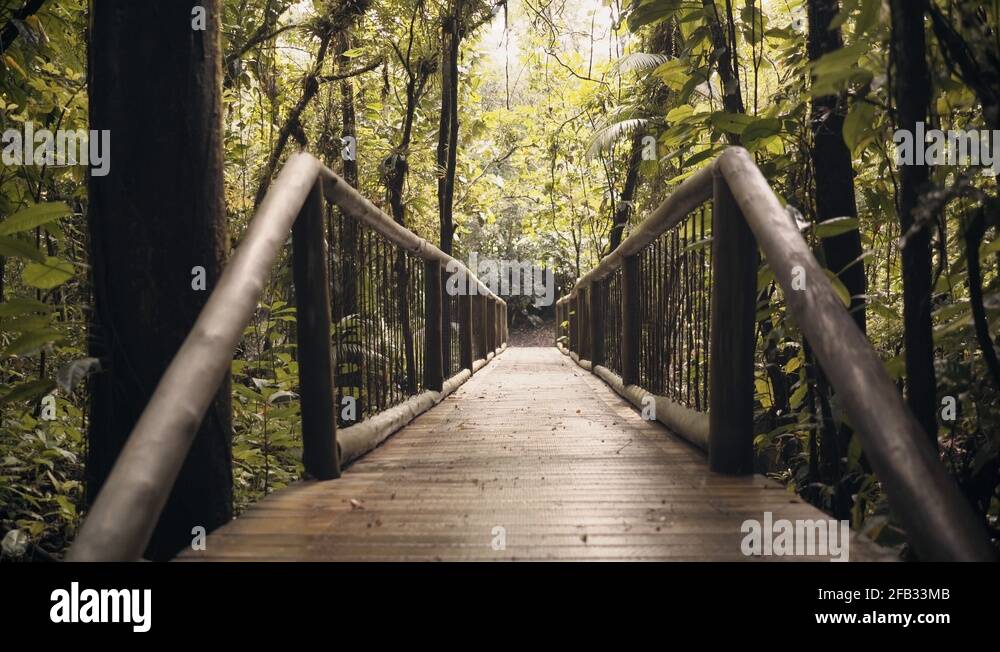 Amazon rainforest brazil bridge Stock Videos & Footage HD and 4K