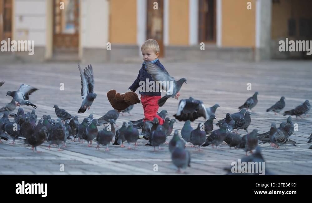 Toy pigeons Stock Videos & Footage HD and 4K Video Clips Alamy