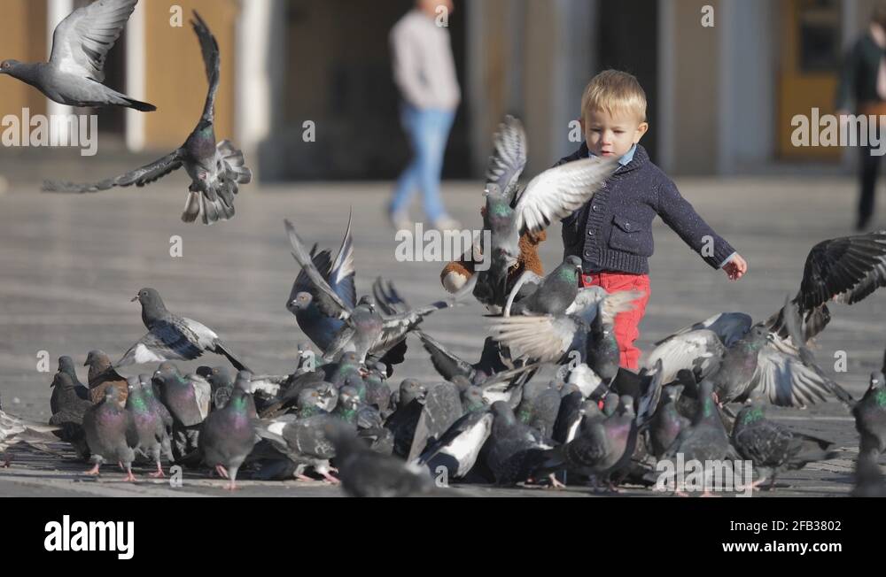 SEL Little child with teddy bear toy run to pigeons, bird flying and