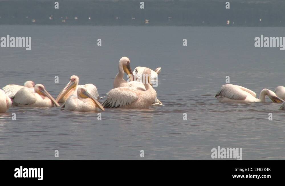 Wildlife wings water splashing bird Stock Videos & Footage HD and 4K