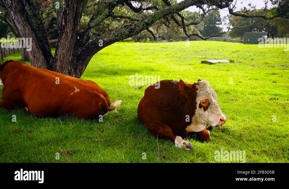 Farm animals under tree Stock Videos & Footage - HD and 4K Video Clips ...