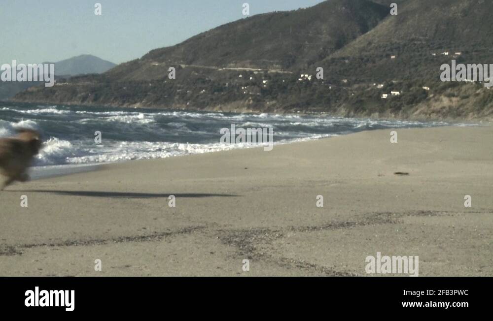 puppy dog running fast to get stick and going back slow motion on italian beach Stock Video