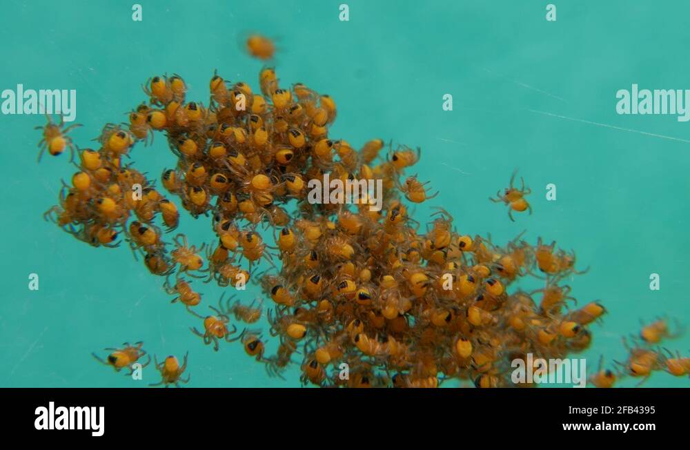 Spider Hatchery. Newly hatched small spiders Stock Video Footage Alamy