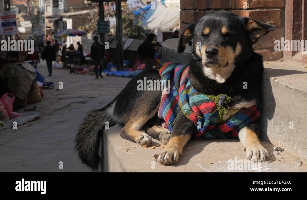 Nepal kathmandu dog Stock Videos & Footage HD and 4K Video Clips Alamy