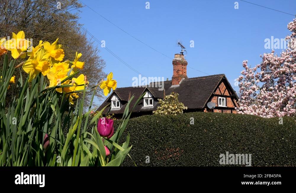 Daffodils house uk Stock Videos & Footage HD and 4K Video Clips Alamy