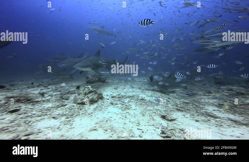 Blue shark eating underwater Stock Videos & Footage - HD and 4K Video