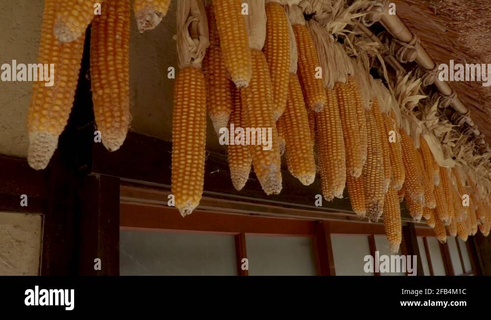 Corn flakes japan Stock Videos & Footage HD and 4K Video Clips Alamy