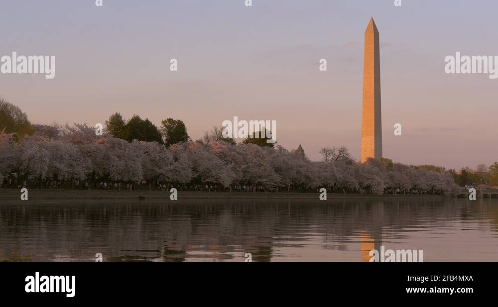 George washington cherry Stock Videos & Footage - HD and 4K Video Clips ...