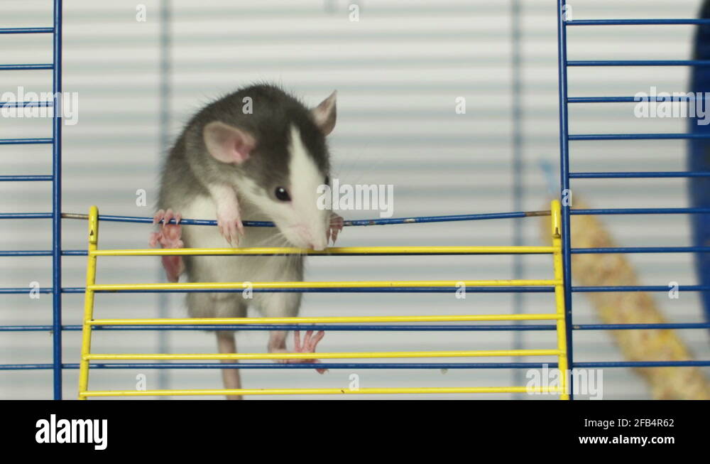 Cute Dumbo Rats Stock Videos And Footage Hd And 4k Video Clips Alamy