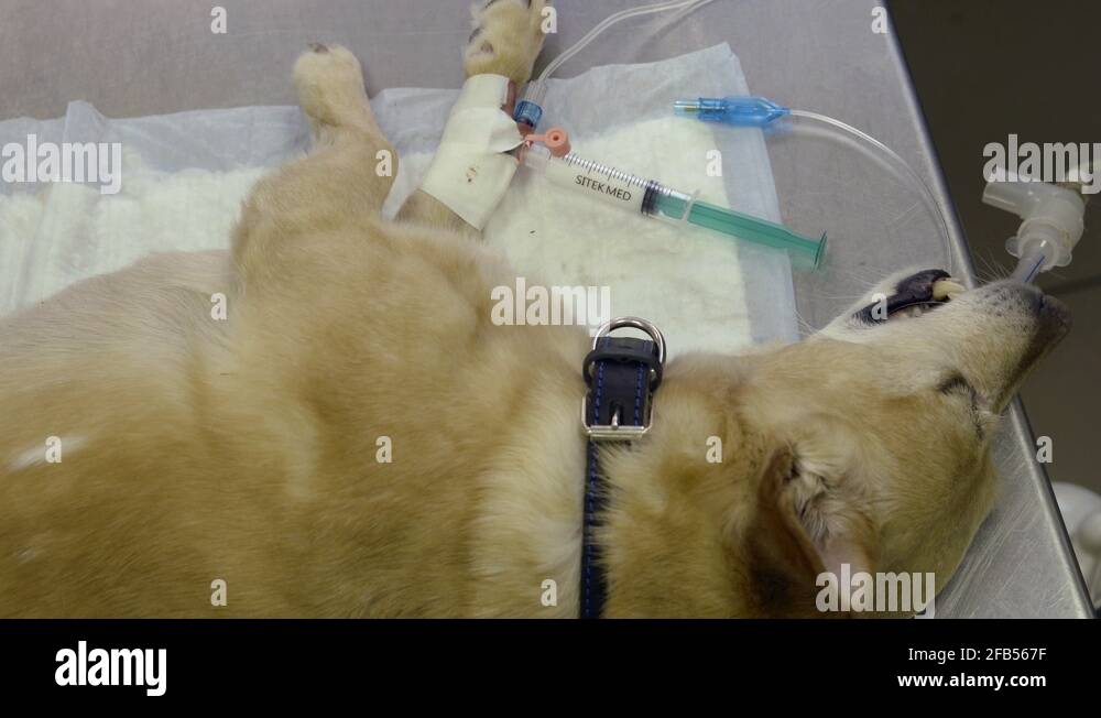 sleeping dog under anesthesia is lying on operating table in veterinary