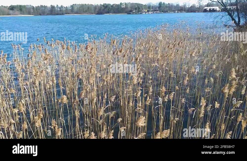 Dense scrub Stock Videos & Footage HD and 4K Video Clips Alamy