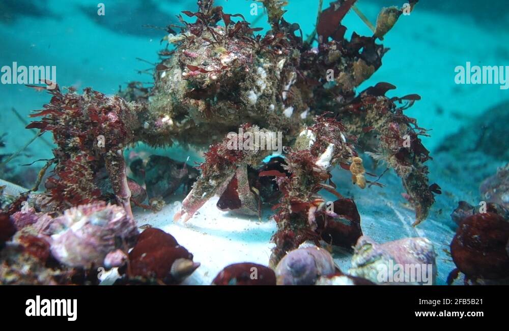 Hermit crab underwater crabs Stock Videos & Footage HD and 4K Video