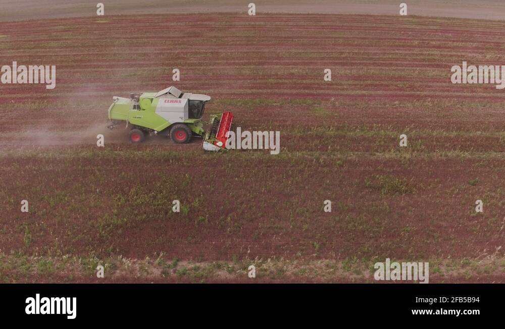 Buckwheat harvest Stock Videos & Footage - HD and 4K Video Clips - Alamy