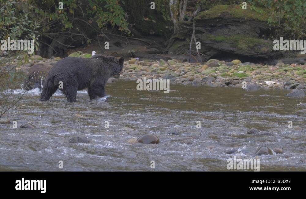 Close Up Grizzly Bears Walking Slowly Through River Water To Shore in