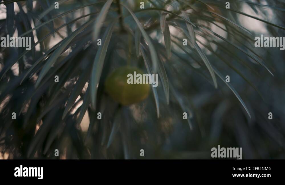 Zoom Video Bokeh Zoom out from a fruit, bokeh Stock Video Footage - Alamy