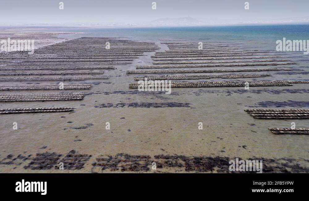 Aquaculture ireland Stock Videos & Footage HD and 4K Video Clips Alamy