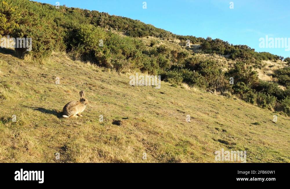 New zealand rabbit Stock Videos & Footage HD and 4K Video Clips Alamy
