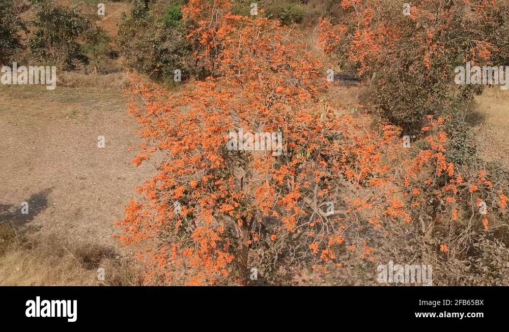 Flower of the orange tree Stock Videos & Footage - HD and 4K Video