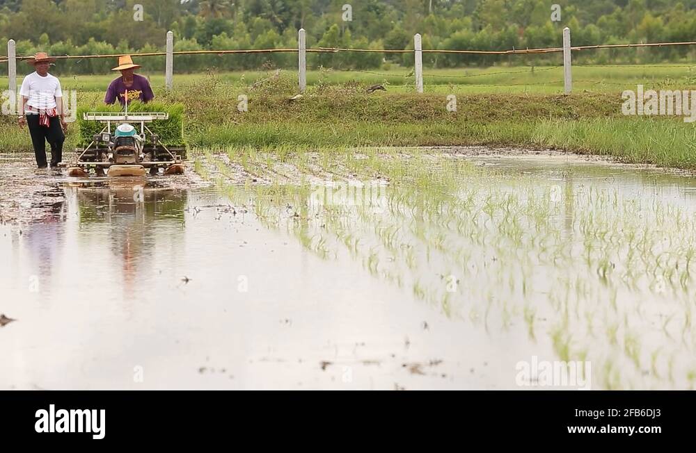 Transplanter plant rice Stock Videos & Footage - HD and 4K Video Clips ...