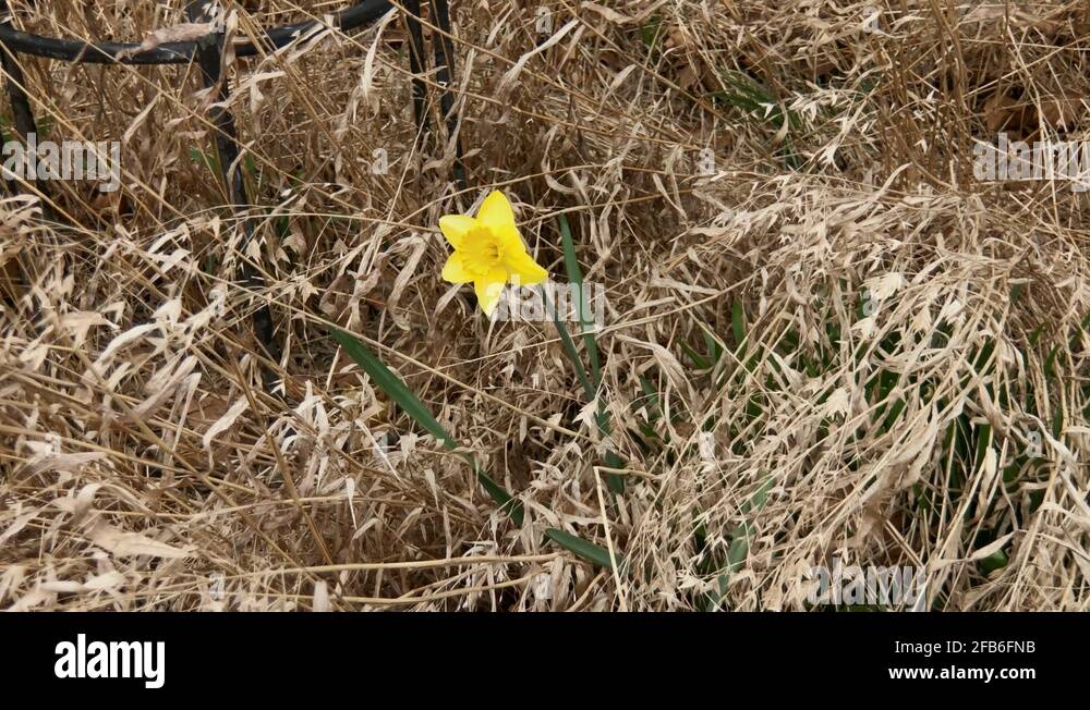 Spring flowers in bloom. A single Daffodil emerges from a garden of