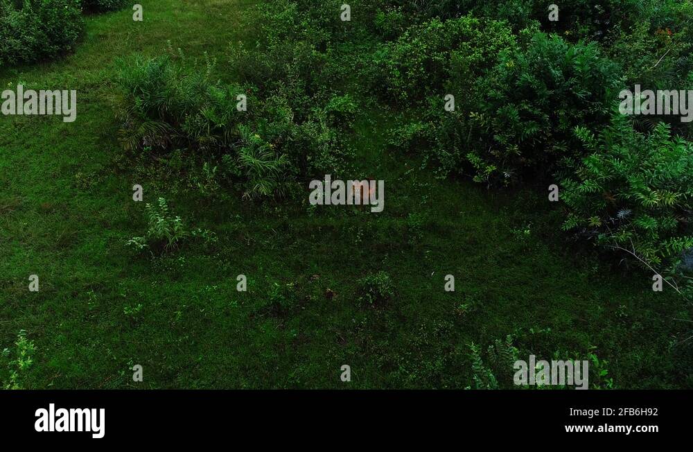 Pantanal north Stock Videos & Footage - HD and 4K Video Clips - Alamy