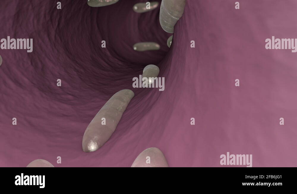 Toxoplasma anatomy Stock Videos & Footage HD and 4K Video Clips Alamy