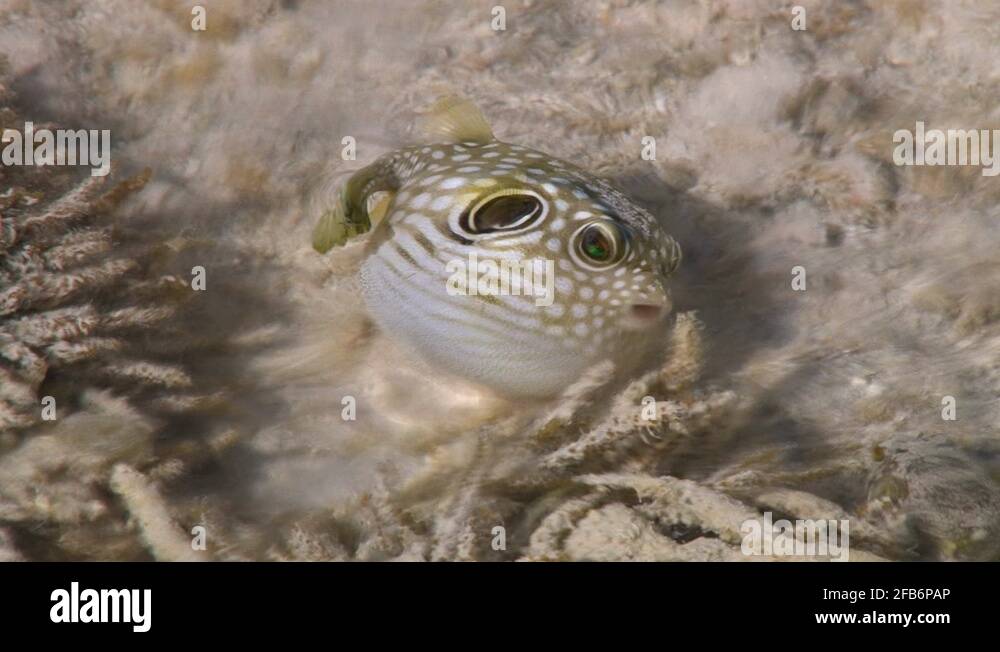 Tide pond Stock Videos & Footage - HD and 4K Video Clips - Alamy