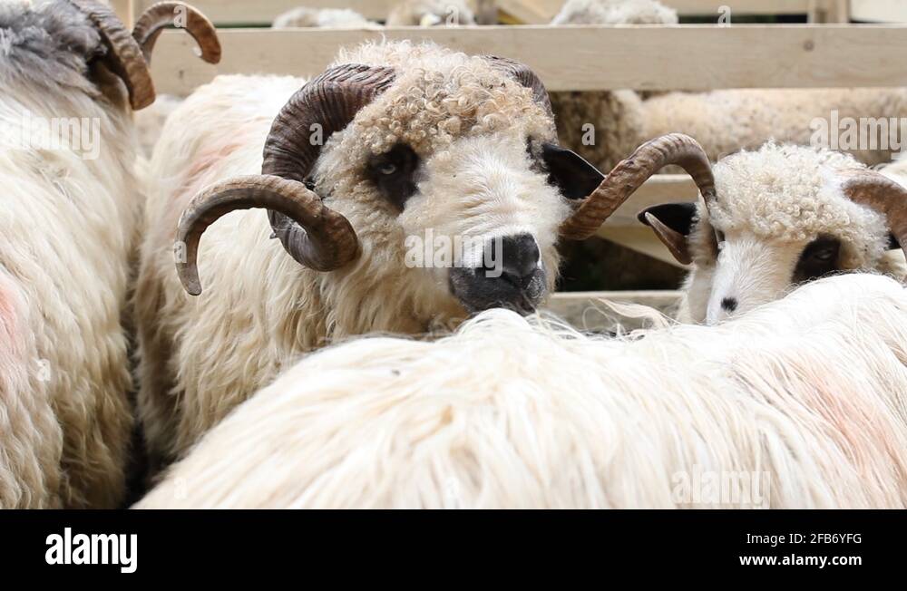 Sheep ram horns merino Stock Videos & Footage - HD and 4K Video Clips
