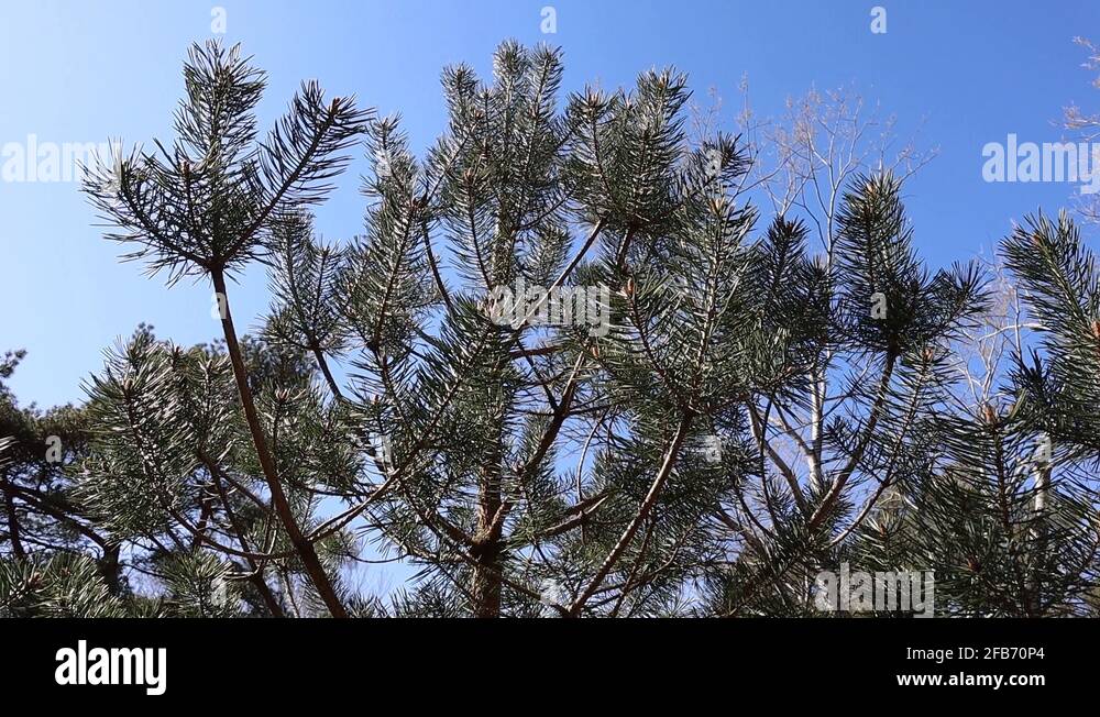 Wind pollination pine trees Stock Videos & Footage HD and 4K Video Clips Alamy