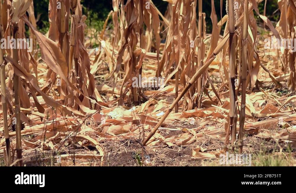 Maize stalk Stock Videos & Footage - HD and 4K Video Clips - Alamy