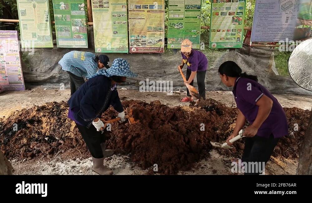 Manure Picture Stable Manure Farmyard Manure Cow manure Farmer making a Cow manure ...