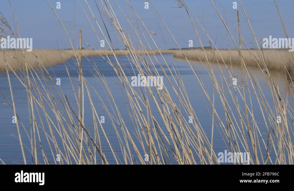 Small rush Stock Videos & Footage - HD and 4K Video Clips - Alamy